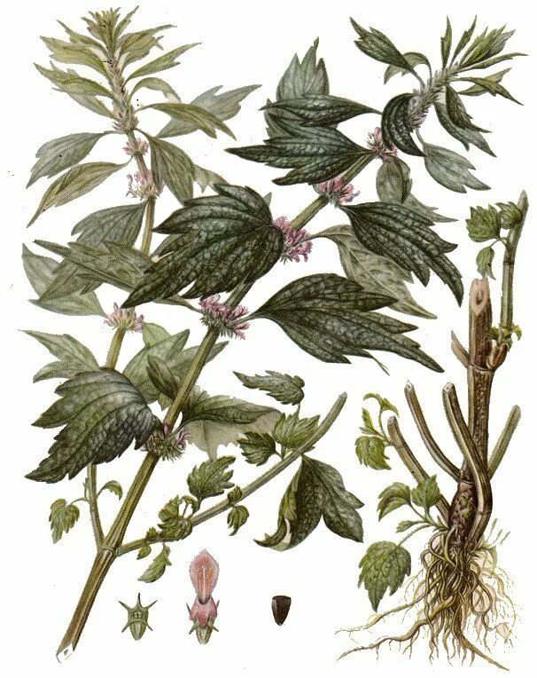 Измельченная трава для животных. Сырьем пустырника является. Пустырник шандровый губоцветные. Пустырник разнолистный. Пустырник фильтр пакеты.