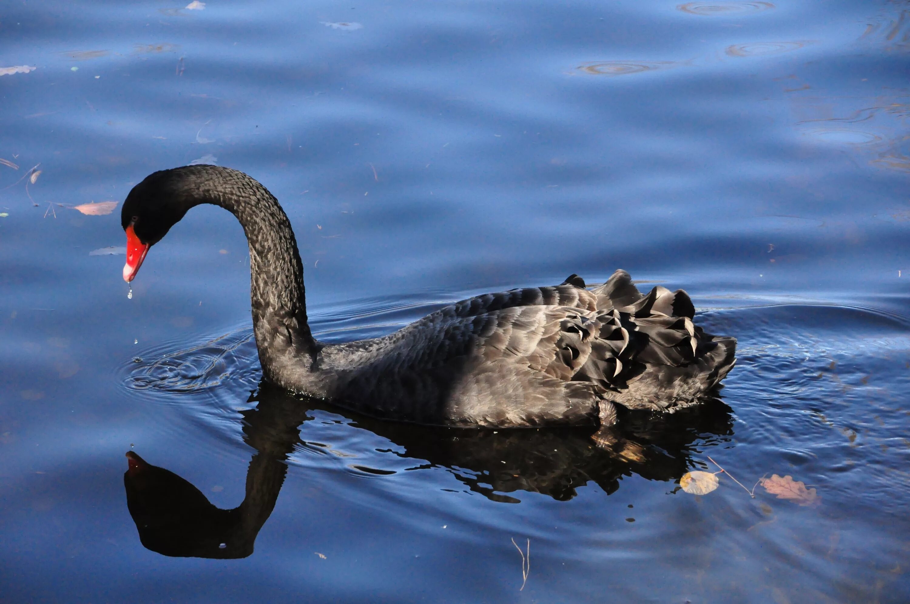 Водоплавающей птицей является