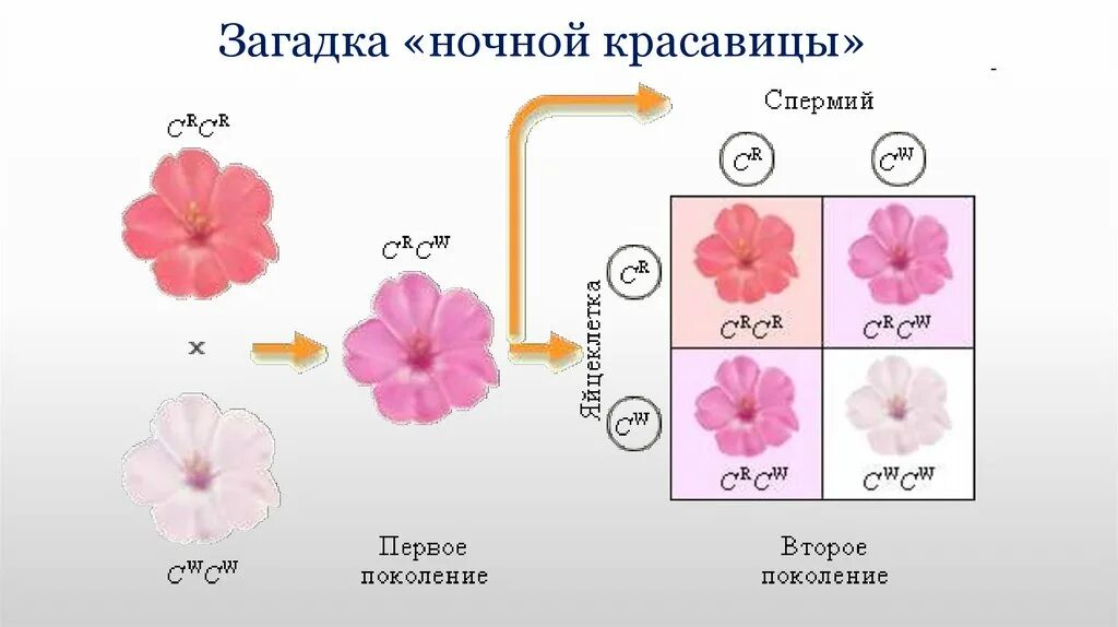 Какой процент ночной красавицы с розовыми цветками. Неполное доминирование схема. Ночная красавица неполное доминирование. Ночная красавица цветок розовый. Неполное доминирование анализирующее скрещивание.