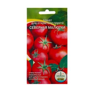 Томат северная