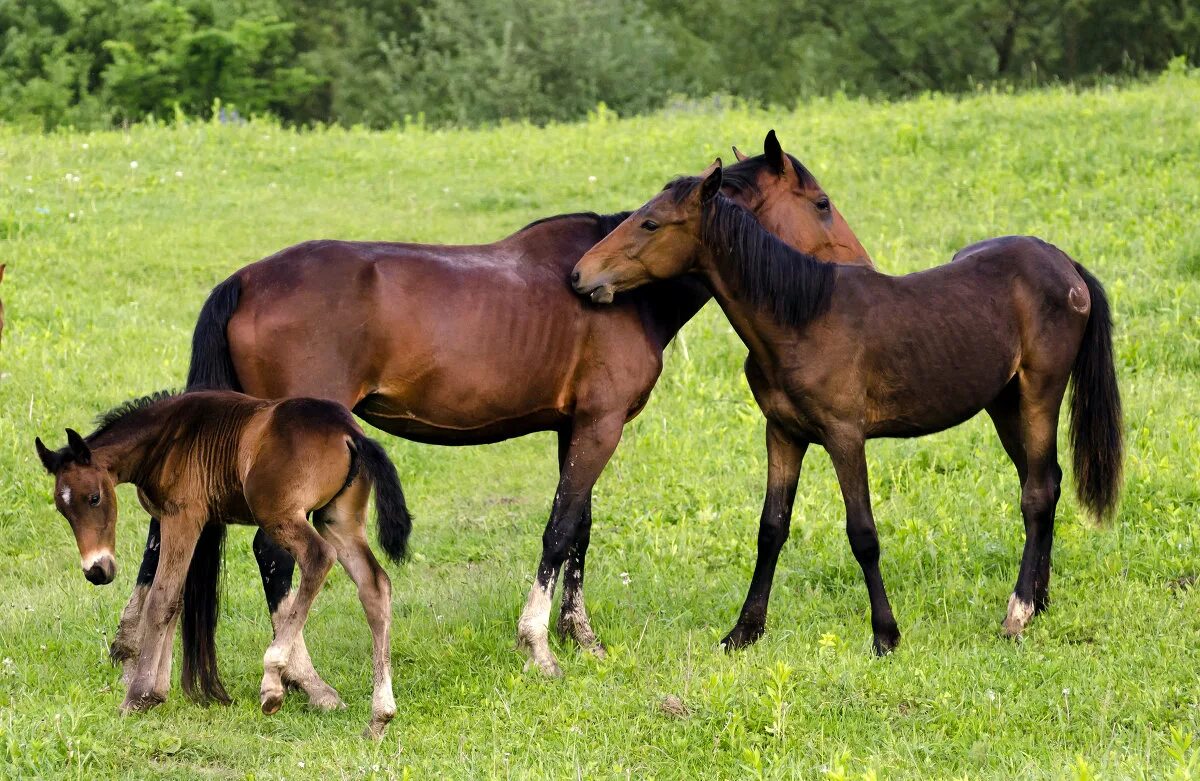 Horse family. Семья лошадей. Лошадь с жеребенком. Конь и жеребенок. Лошадь жеребец.