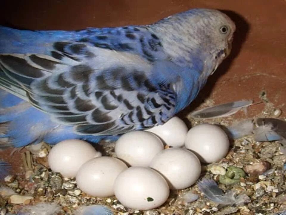 Волнистый попугай высиживает яйца. Яйца волнистых попугаев. Яйца волнистых попугайчиков. Самка попугая высиживает яйца. Яйцо попугая купить