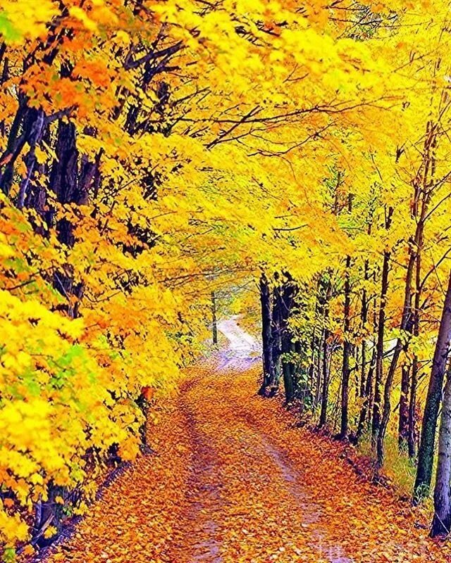 Осень остановись. Осень фото. Остановка осень. Какого цвета изображена осень. Картинке осень без авторов.