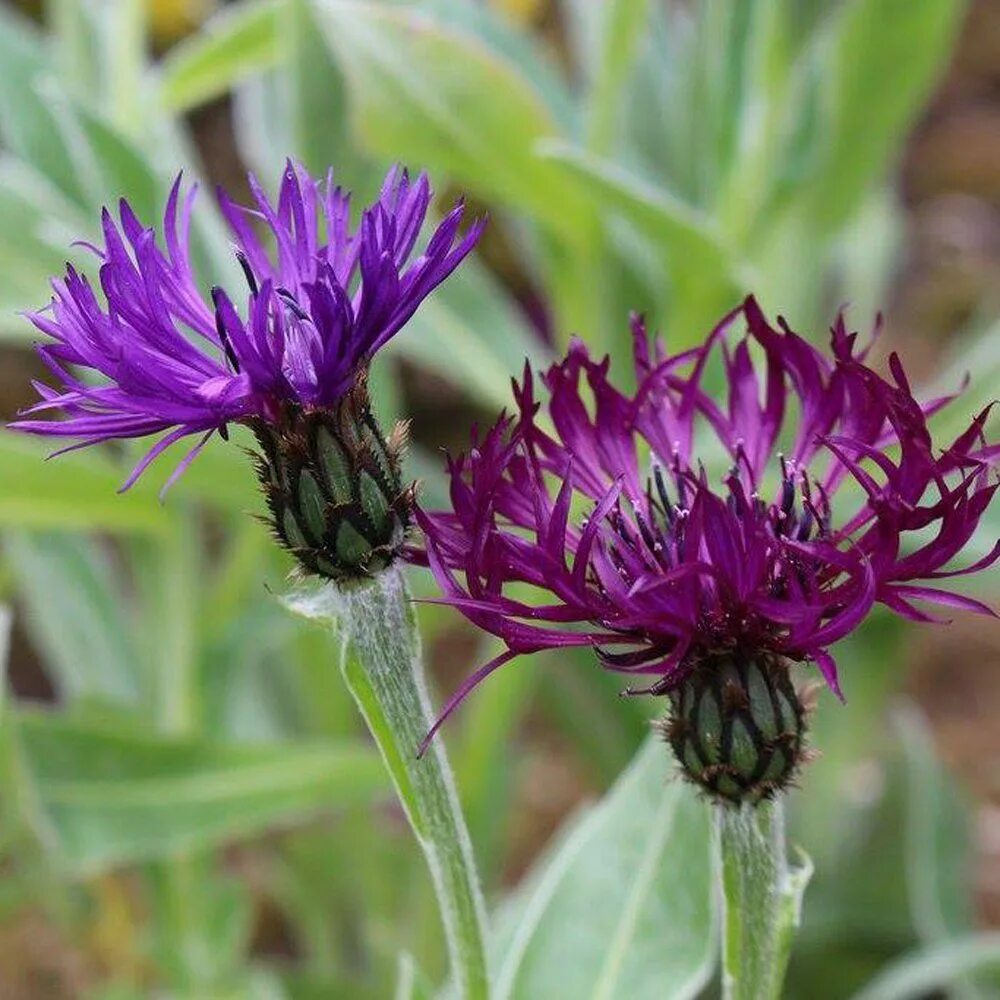 Л василек. Василёк горный. Василек Centaurea Montana. Многолетник Василек горный. Василек горный (Centaurea Montana `Alba`).