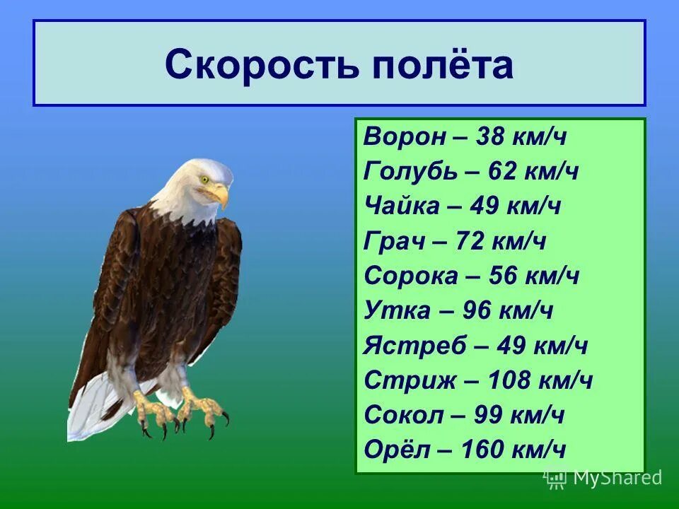 Скворец количество звуков. Скорость полета орла. Скорость полета птиц. Максимальная высота полета птиц. Максимальная скорость полета птицы.