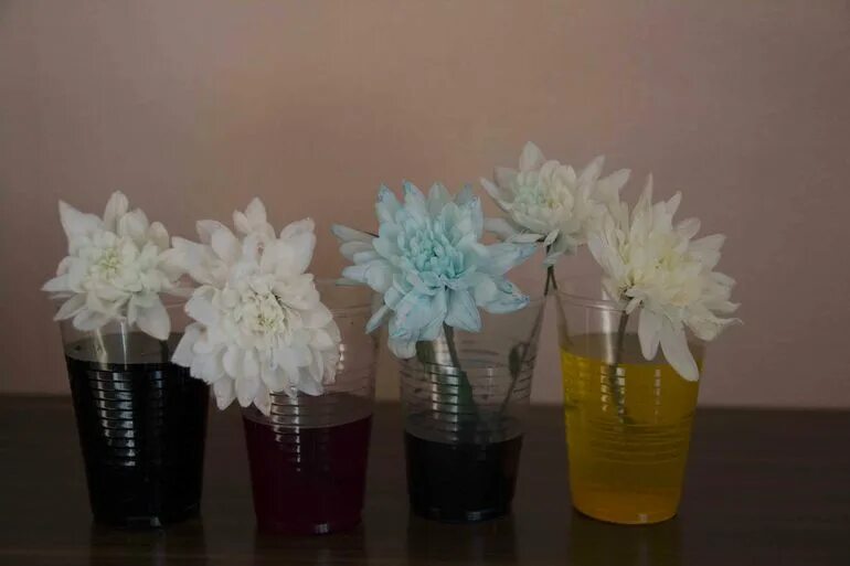 Окрашивание воды опыт. Эксперименты с водой и красками. Эксперименты с красками. Окрашивание цветов. Эксперимент радуга в стакане.