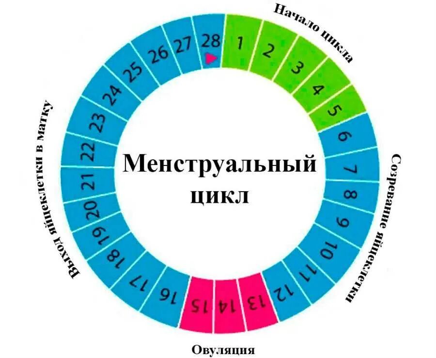 Как эффективно забеременеть. Цикл менструационного цикла. Менструальный цикл овуляция. Месячные цикл. Фертильный цикл у женщин это.