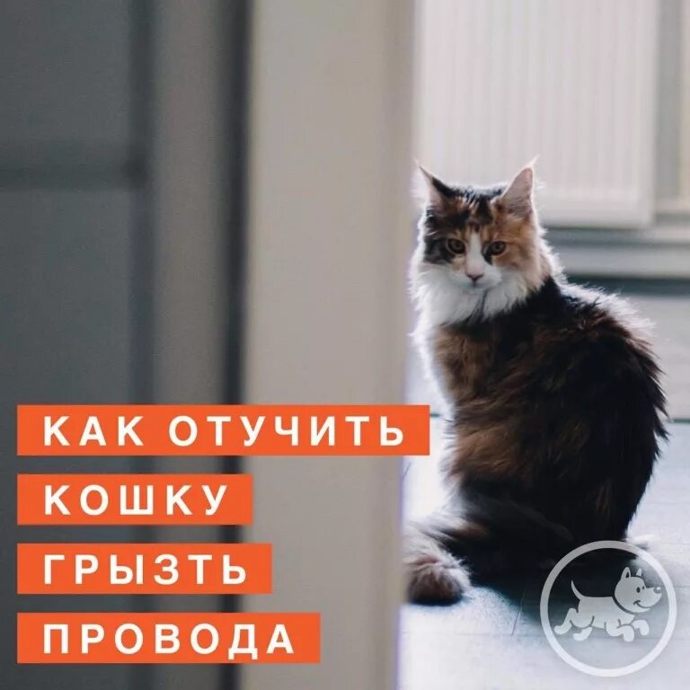 Кошка перегрызла провод. Кот сгрыз провода. Кот грызет провода. Кот перегрыз провод.