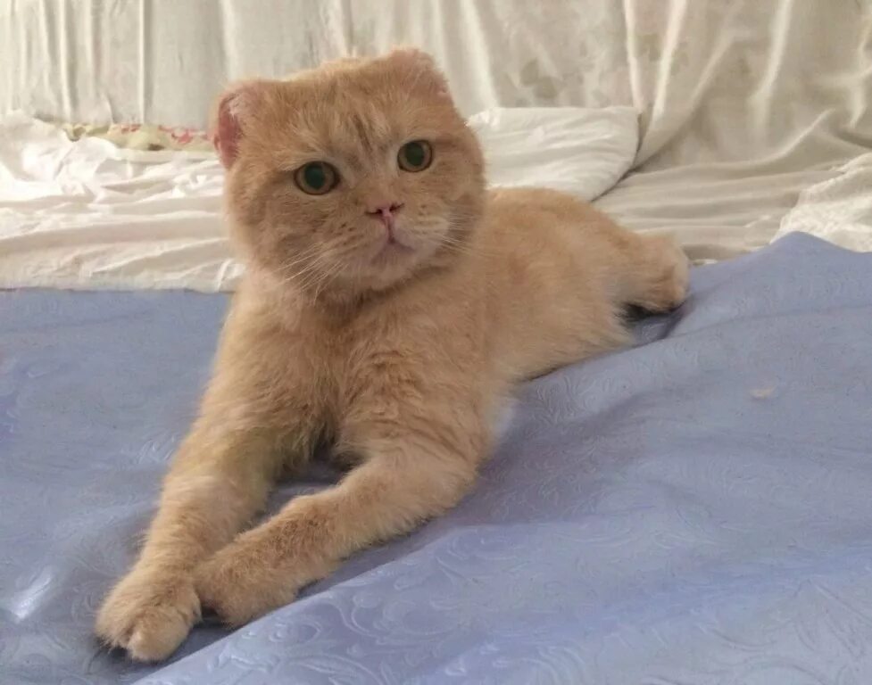 Шотландский вислоухий кот после кастрации. Во сколько кастрировать шотландца. Кастрированные коты шотландские вислоухие. Живые коты скоттиш. Сроки кастрации шотландских котят.