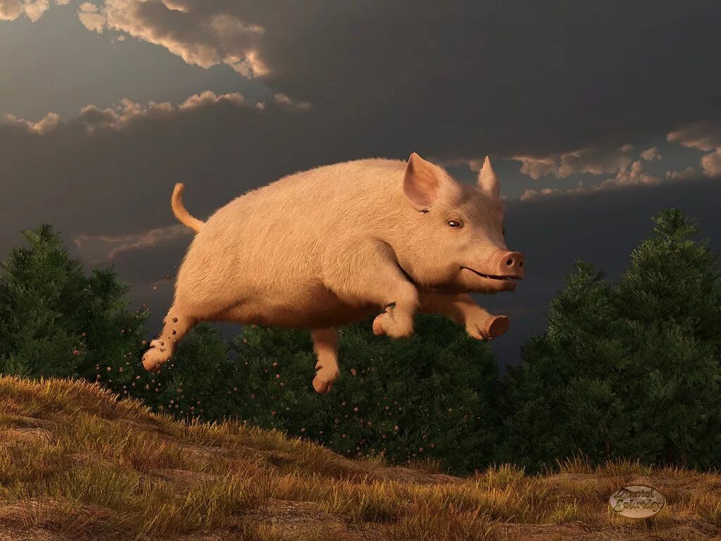 Прыгающая свинка. Свинья. Свинья бежит. Поросёнок. Поросенок бежит.