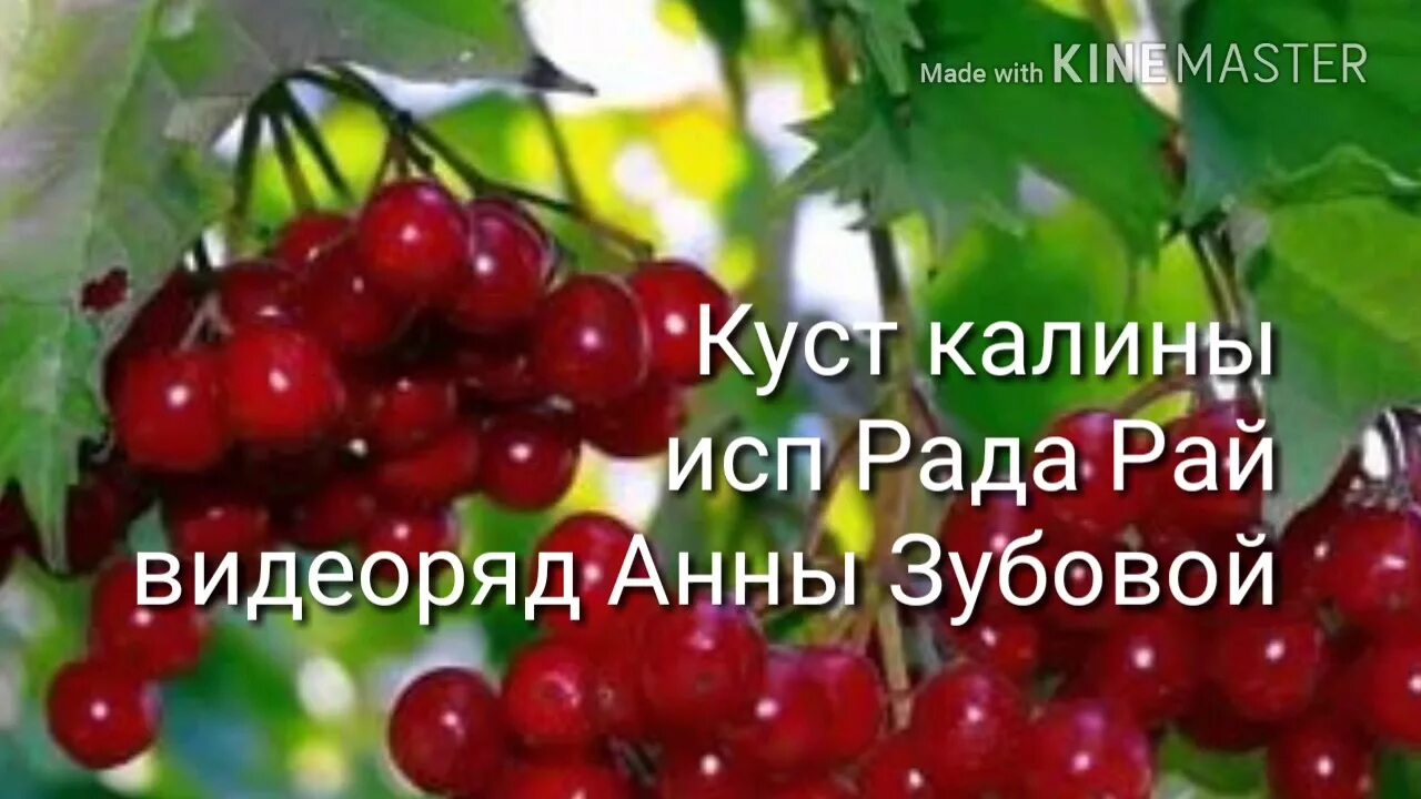 Калина музыка слова. Куст калины растет у меня на дворе. Калины куст текст. Куст калины рада рай. Куст калины растет у меня во дворе текст.