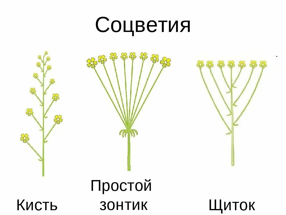 Сложный щиток соцветие схема. Соцветие зонтик и сложный зонтик. Соцветие кисть зонтик или щиток. Соцветия кисть щиток зонтик. Сложный початок