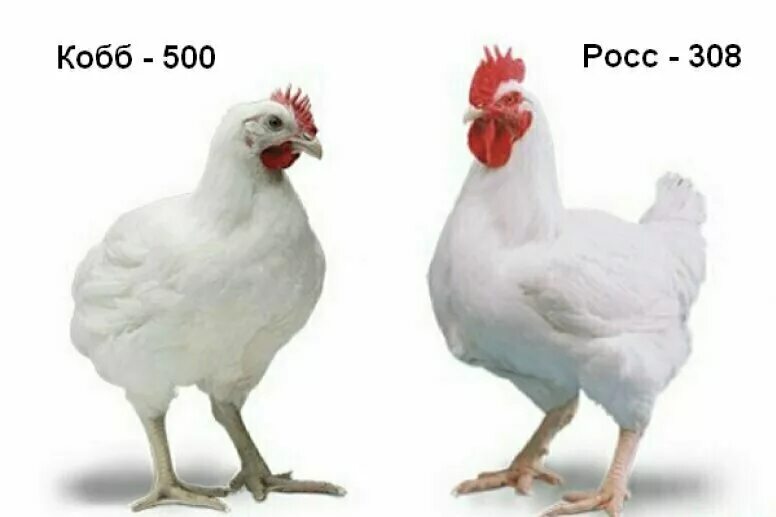 Бройлер росс 308 и кобб 500 отличия