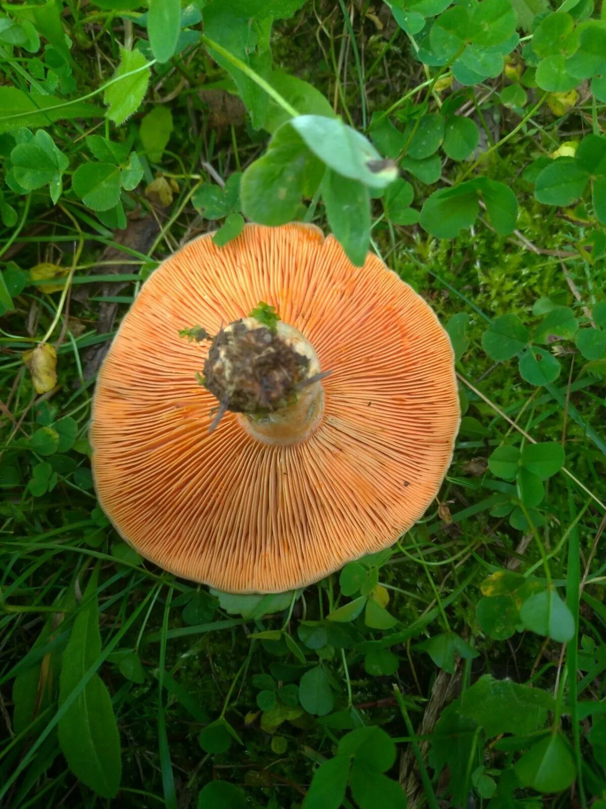 Рыжик картинка. Рыжик Сосновый/Боровой (Lactarius deliciosus);. Рыжик еловый (Lactarius deterrimus). Рыжик Боровой Сосновый. Рыжик еловый/еловик (Lactarius deterrimus);.