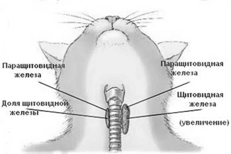 Гортань кошки. Щитовидная железа у кошек анатомия. Паращитовидная железа у кошек. Строение щитовидной железы у кошек.