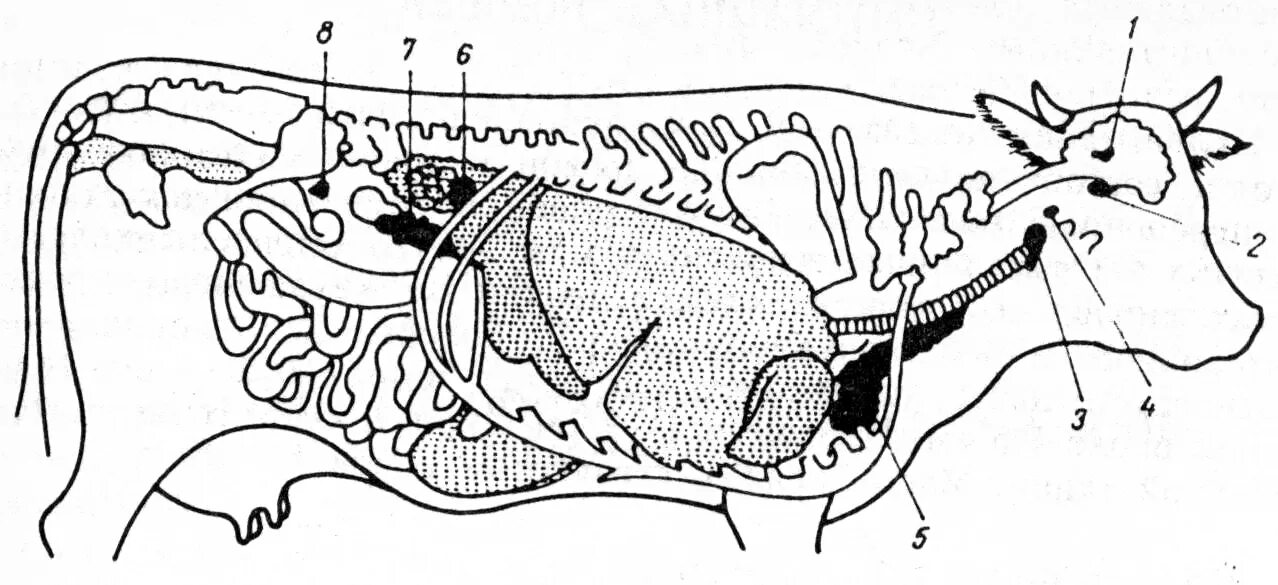 Лимфоузлы надпочечников. Поджелудочная железа КРС анатомия. Поджелудочная железа коровы анатомия. Топография желез внутренней секреции. Поджелудочная железа крупного рогатого скота.