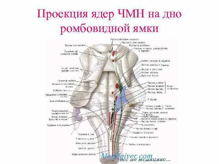 Ромбовидная ямка черепные нервы. Проекция ядер черепно-мозговых нервов. Ядра черепных нервов схема. Проекция ядер на ромбовидную ямку схема. Ромбовидная ямка ядра черепных нервов.