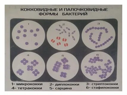 Кокки стафилококки стрептококки