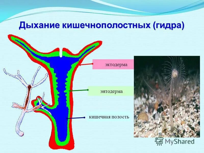 Выделительная система кишечнополостных. Выделительная система кишечнополостных