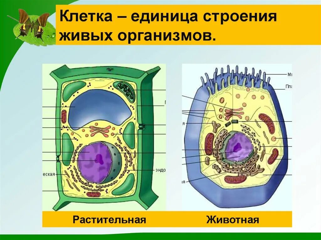 Любая клетка живого организма. Строение живой и растительной клетки 5 класс биология. Клетка единица строения организма 5 класс. Клетка живого организма. Строение живой клетки.