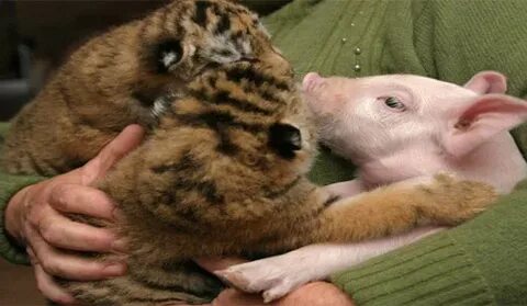 Tiger pig