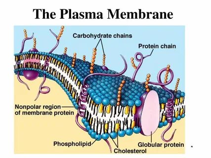 Membrane