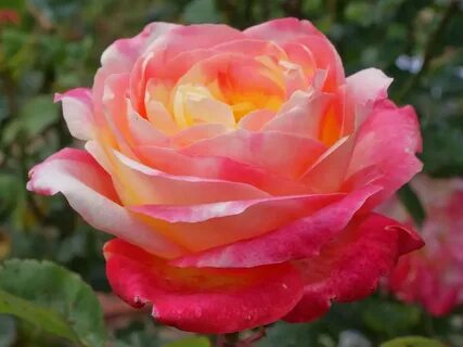 Rose state