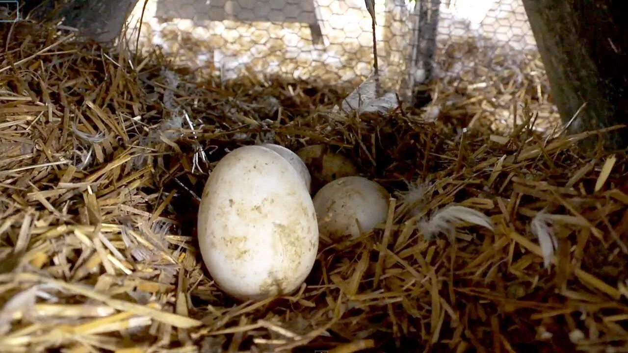 Сколько яиц несет гусыня. Гусиное яйцо в гнезде. Гусиные яйца. Гусыня на яйцах. Яйцекладка у сельскохозяйственных птиц.