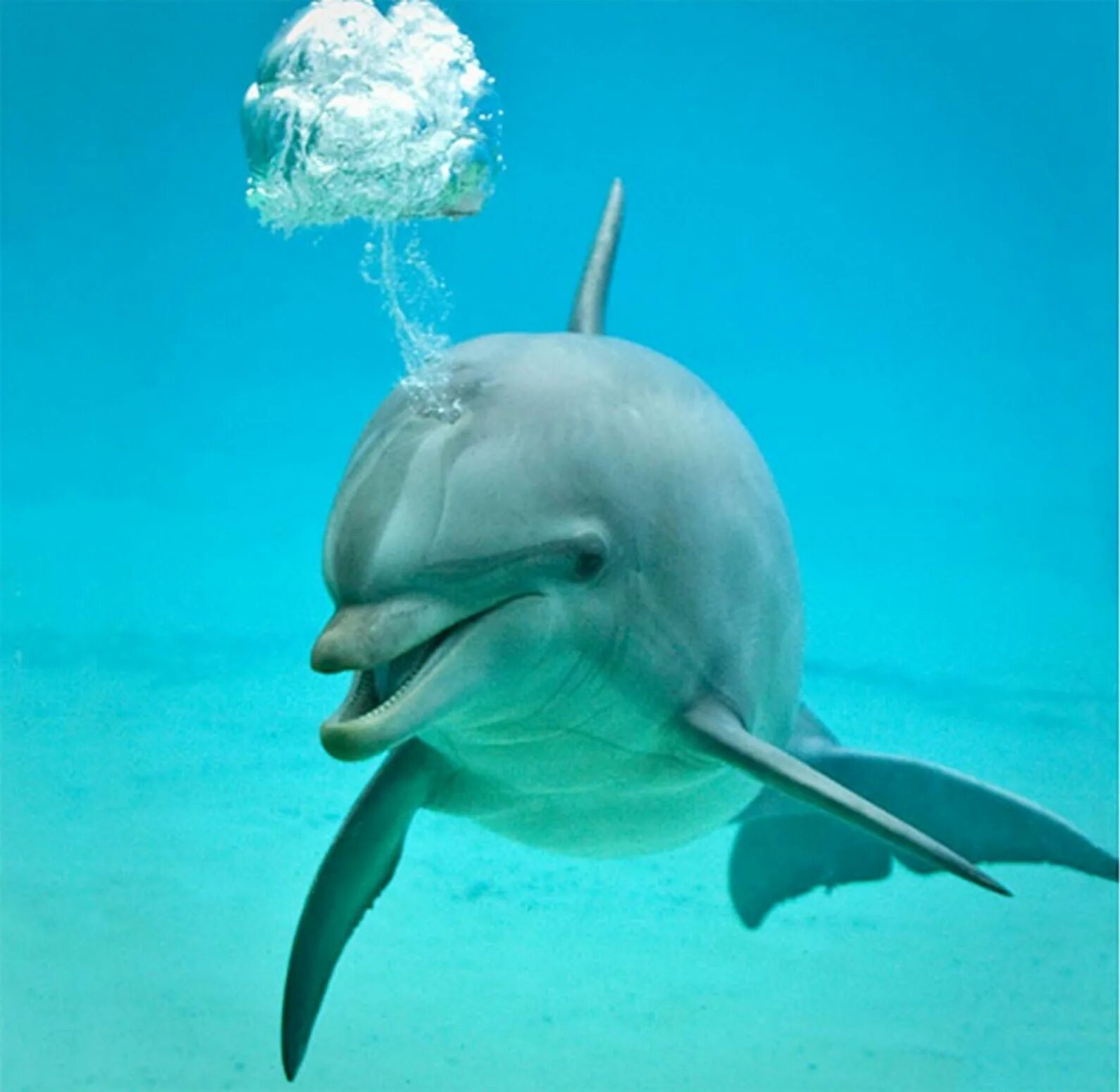 Brain fart. Дельфины. Дельфин дышит. Дыхание дельфинов. Дыхало дельфина.