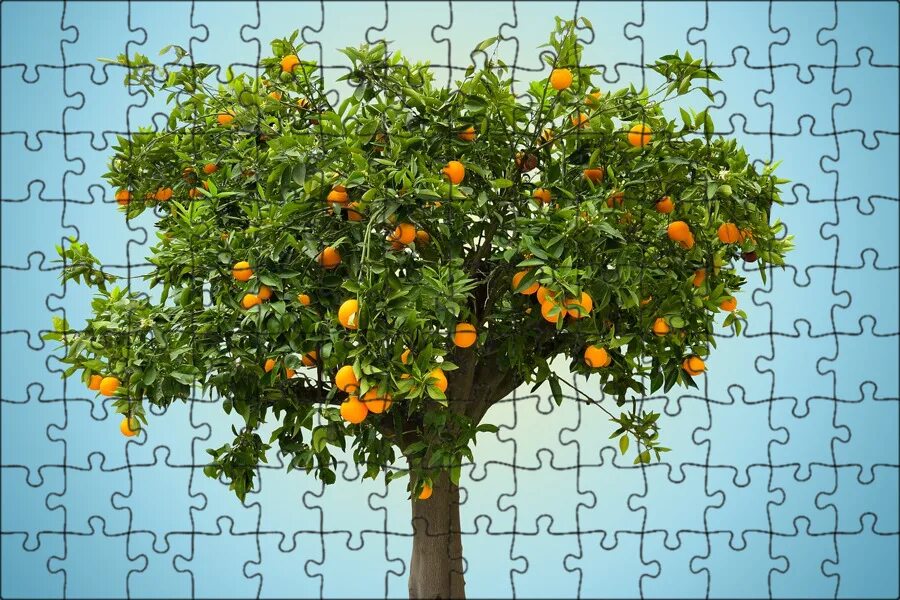 Апельсиновое дерево Orange Tree Trovita - купить саженцы в интернет-магазине