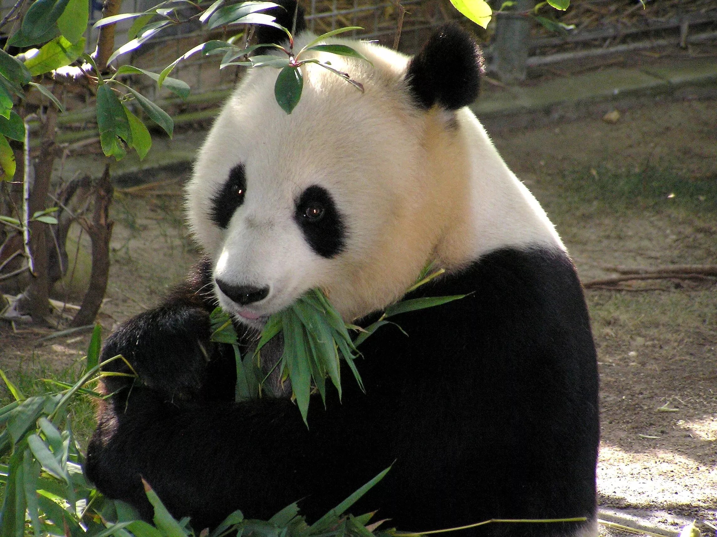 Pandas endangered
