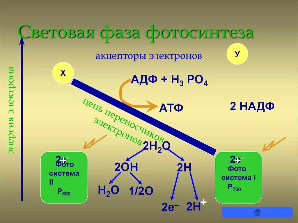 Световая фаза фотосинтеза. Световая фаза фотосинтеза фотосистемы 1 и 2. Световая фаза и темновая фаза. Световой этап фотосинтеза схема. В световой фазе фотосинтеза используется