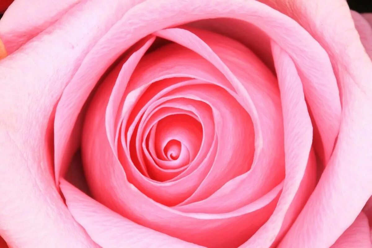 Цветы розового цвета. Картинки розового цвета. Позовый. Розовые розы фон. Роза тиклед пинк.