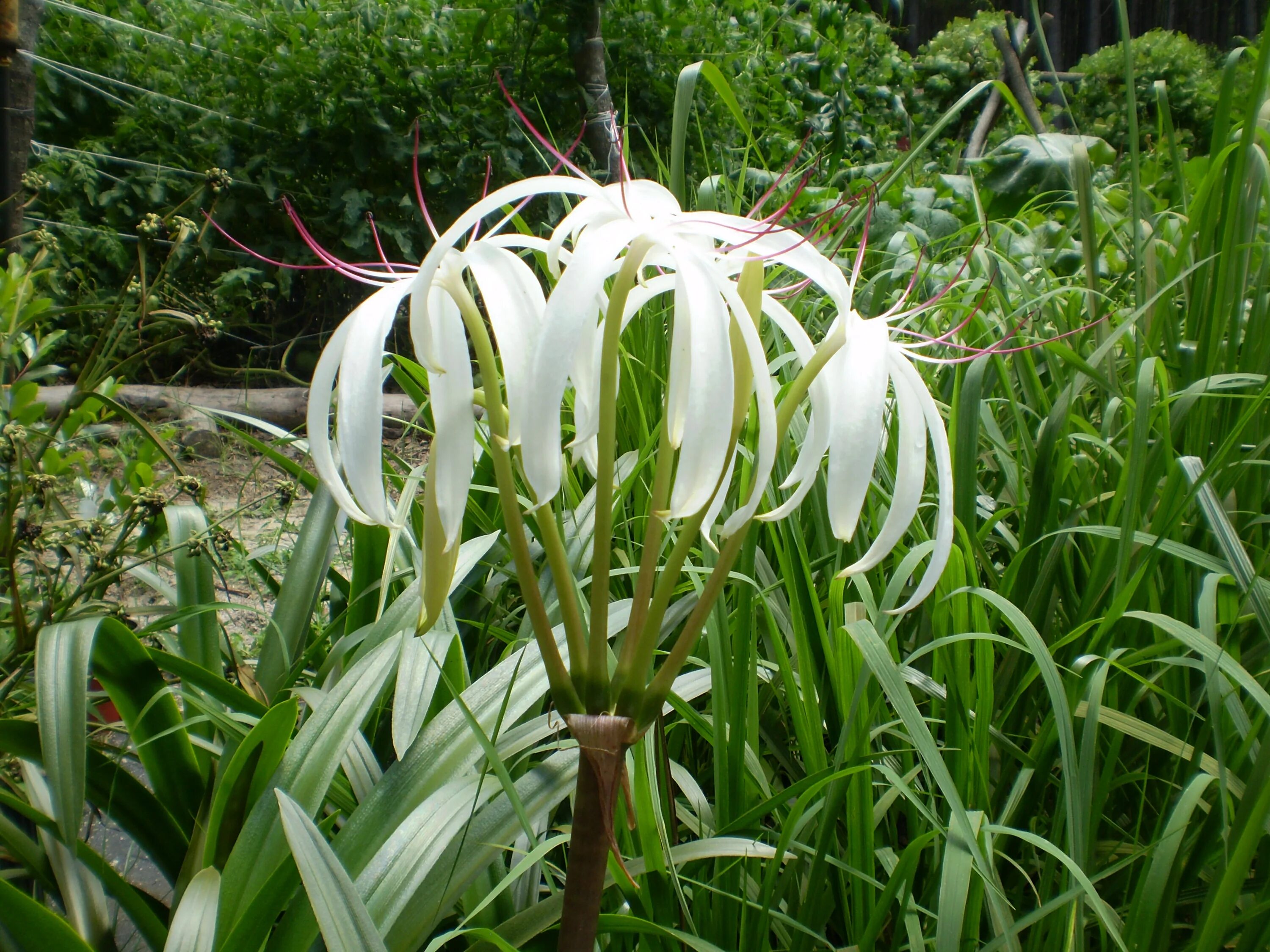 Кринум фото. Кринум эрубесценс. Crinum americanum. Кринум Пауэлла. Кринум Ягус.