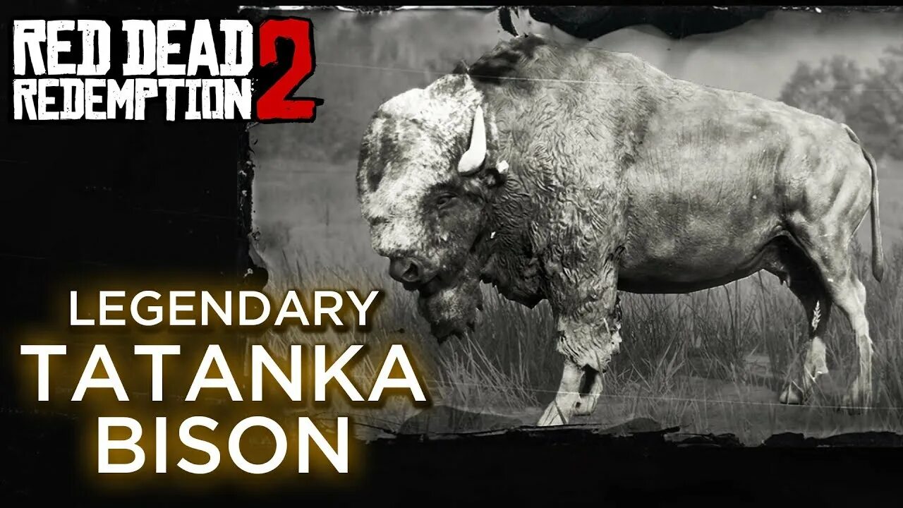 Бизон рдр 2 где. Бизон Татанка РДР 2. Легендарный Бизон rdr 2. Red Dead Redemption 2 легендарный Бизон.