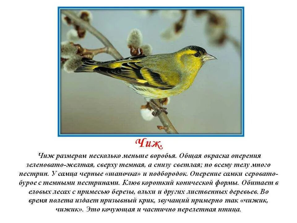 Составить предложение чижи