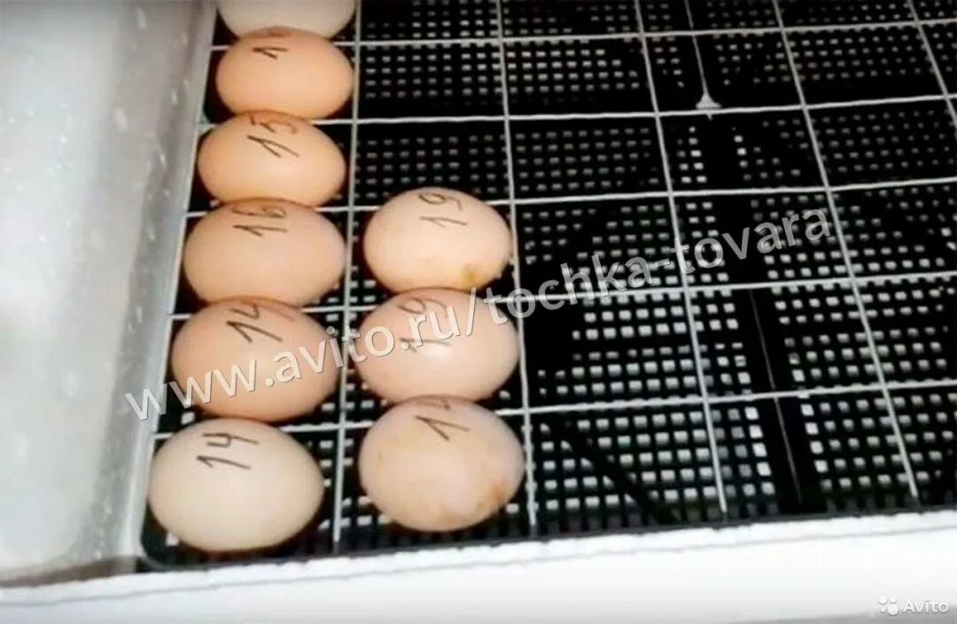 Купить яйца кур несушек для инкубатора. Инкубатор би-2 104 яйца. Инкубатор Несушка на 77 яиц. Вентилятор в инкубатор би2 63. Вентилятор для инкубатор Несушка би1 би2 104 яйца.
