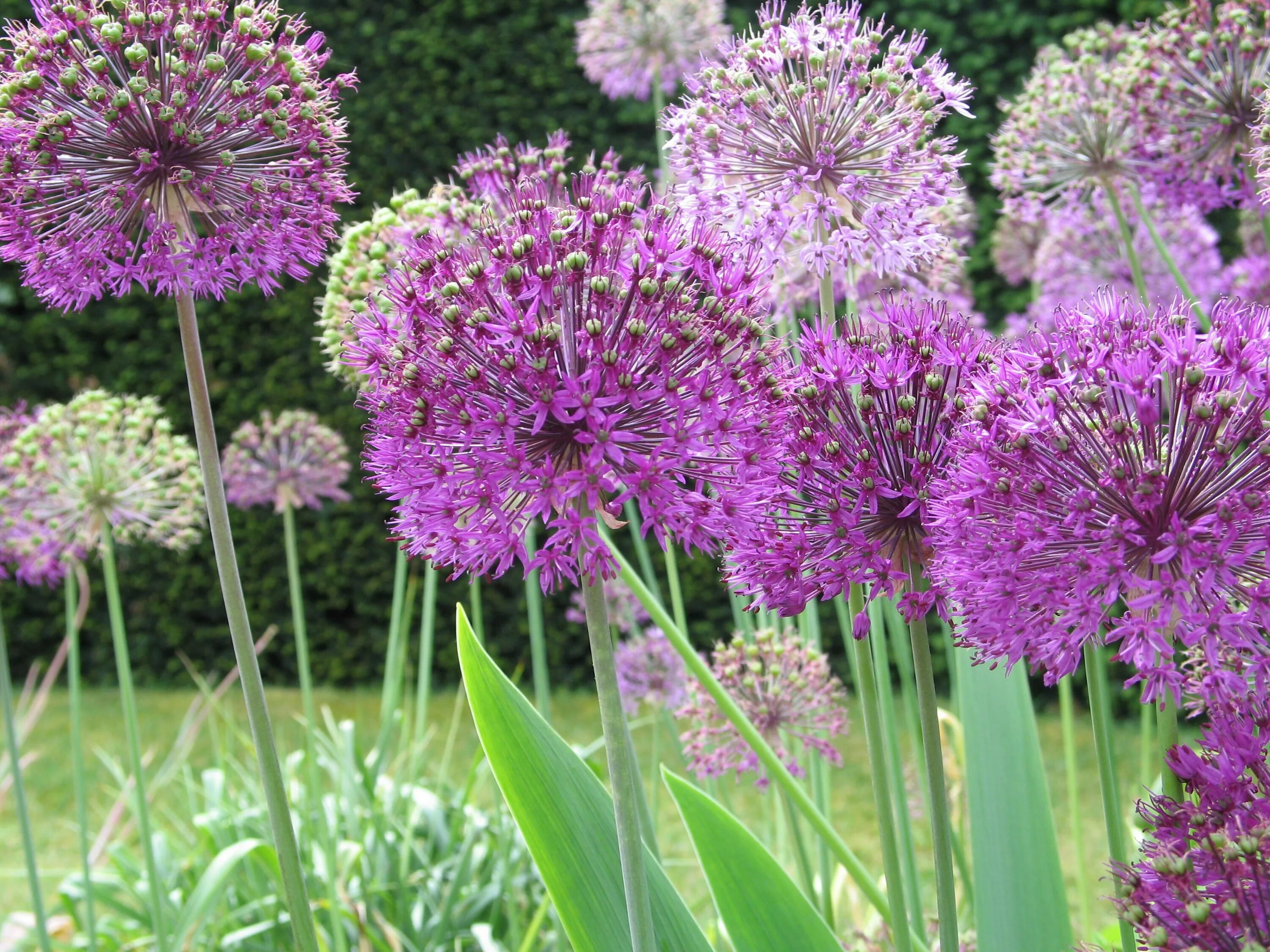 Allium Bulgaricum (Nectaroscordum siculum), also known as Mediterranean Bells, S