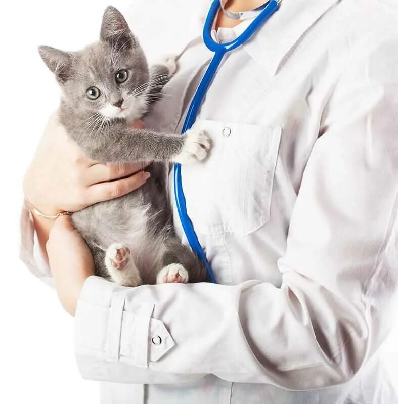Ветеринар котят. Кошка в ветеринарке. кот врач. кошка ветеринария.