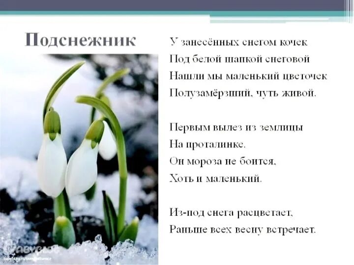 Стих Подснежник Александровой. Стихотворение Подснежник. Стих про Подснежник. Стих по весну.