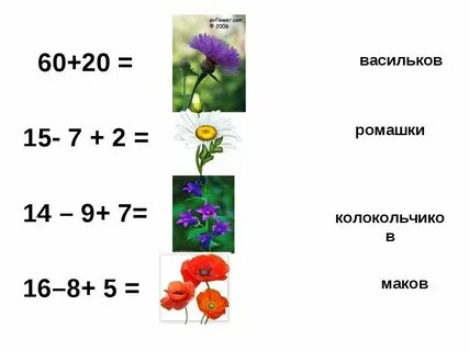 8 васильков