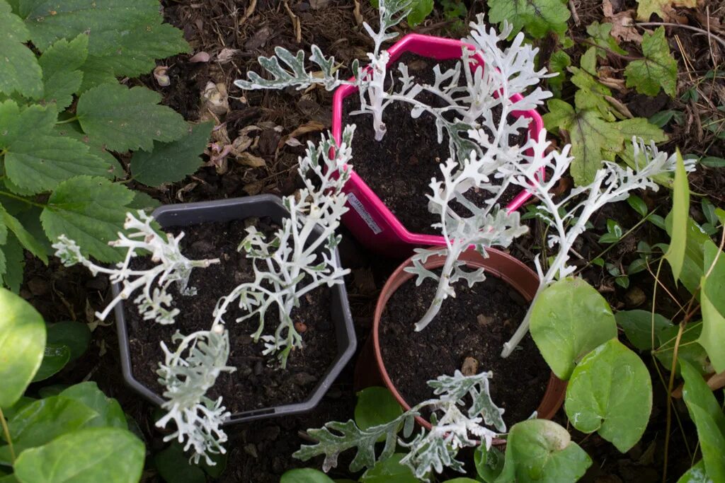 Цинерария как ухаживать в домашних. Цинерария Приморская (Senecio cineraria). Цинерария Приморская рассада. Цинерария Кровавая ростки. Цинерария серебристая посадка.