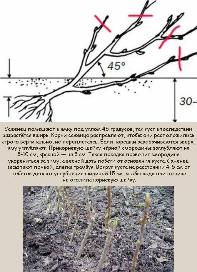 Когда лучше сажать смородину черную осенью. Схема посадки черной смородины осенью. посадка черной смородины осенью. глубина посадки смородины. схема посадки черной смородины весной.
