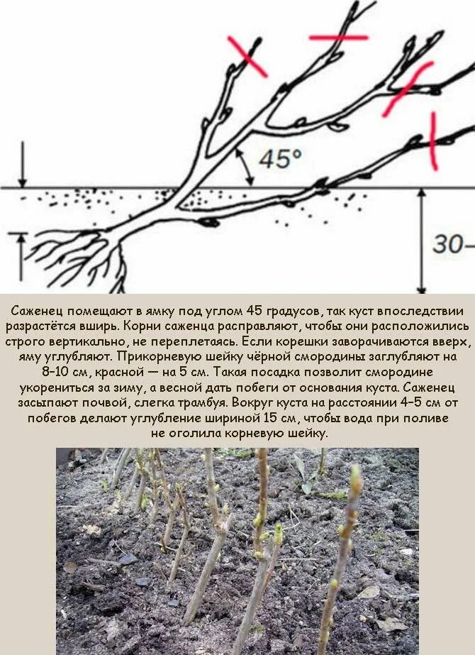 Схема посадки черной смородины осенью. Обрезка саженцев смородины весною. Посадка саженцащ черной смор. Посадка саженцев смородины весной. Высадка смородины