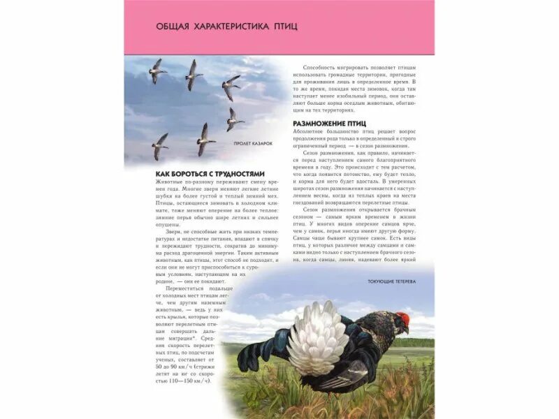 Птицы их характеристика. Особенности класса птиц. Школьник ю. Птицы презентация 7 класс биология. Птицы их характеристика.