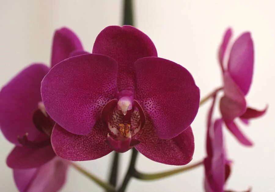 Орхидея купить в оренбурге. Орхидея ambiance Phalaenopsis. Орхидея мультифлора бордовая. Орхидея фаленопсис Паваротти.