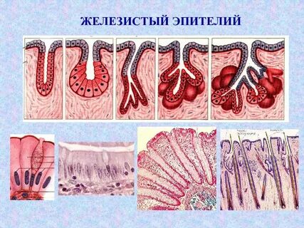 Виды тканей железистый эпителий