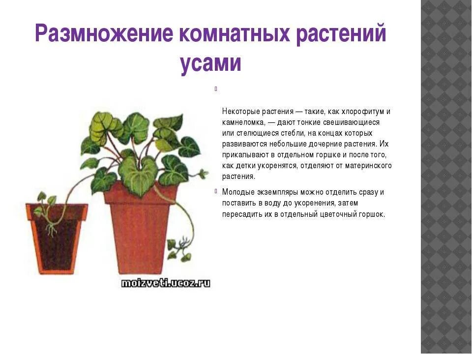 Процесс размножения листьев