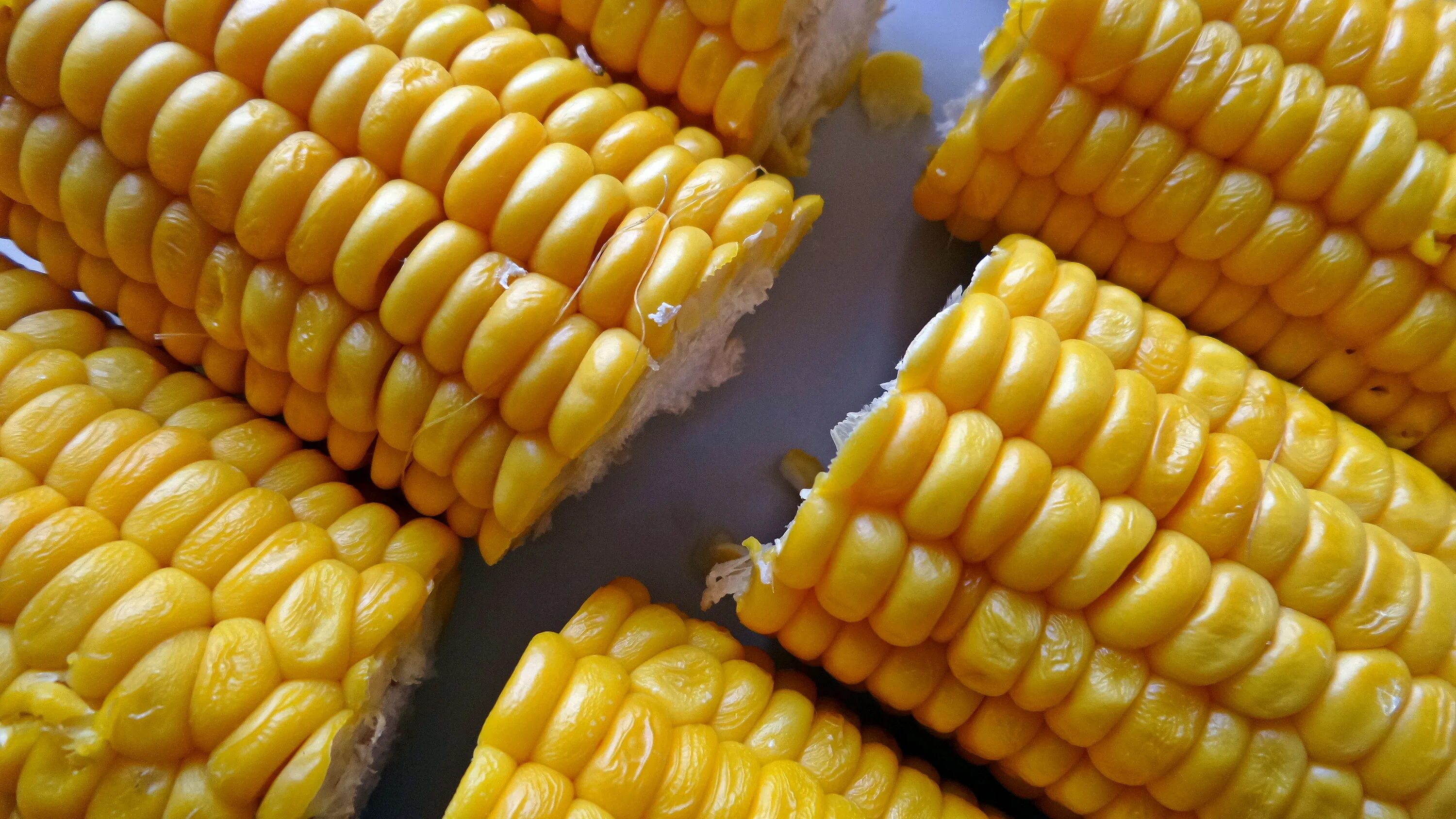 Куры можно кукурузы. Кукуруза. Вареная кукуруза. Трансгенная кукуруза. Сырая кукуруза.