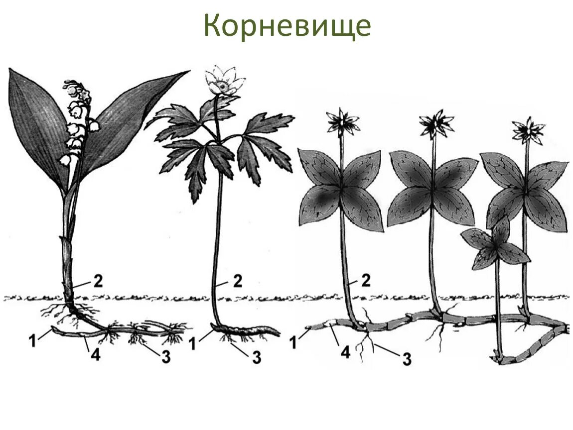 Гипогеогенное корневище. Междоузлие в корневище ландыша. Ветреница видоизменение побега. Строение корневища. Строение корневища ландыша.